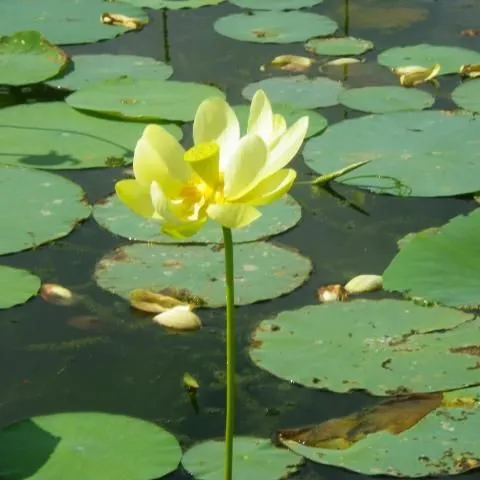 thumbnail for publication: American Lotus, Yellow Lotus: Nelumbo lutea